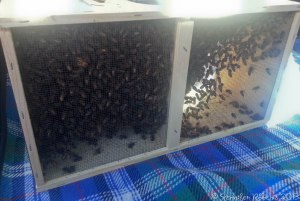 Local Honey Bees ready to be installed in their hive